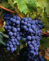 20070615115930-uvas.jpg