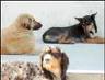 20080302194500-animales.jpg