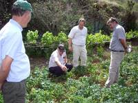 20080515175519-fomento-cultivo-papa-azucena.jpg